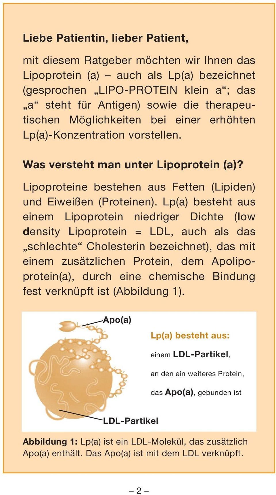Lp(a) besteht aus einem Lipoprotein niedriger Dichte (low density Lipoprotein = LDL, auch als das schlechte Cholesterin bezeichnet), das mit einem zusätzlichen Protein, dem Apolipo - protein(a),
