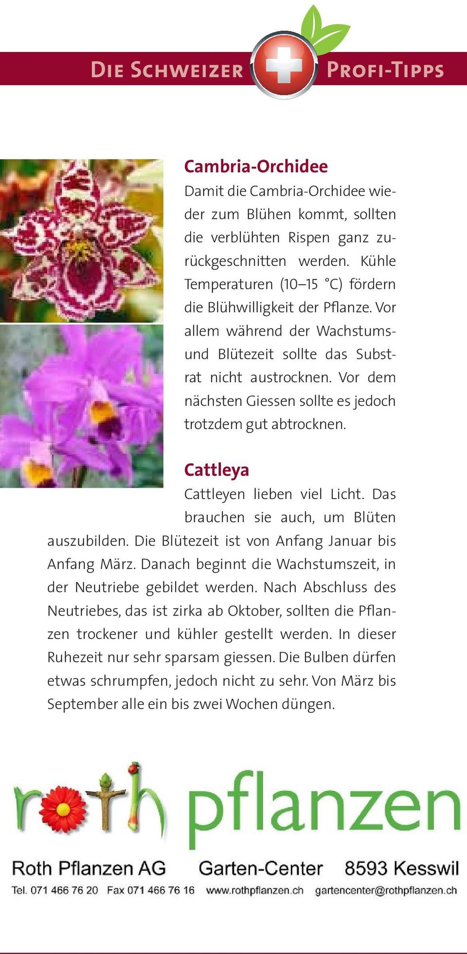 Vor dem nächsten Giessen sollte es jedoch trotzdem gut abtrocknen. Cattleya Cattleyen lieben viel Licht. Das brauchen sie auch, um Blüten auszubilden.
