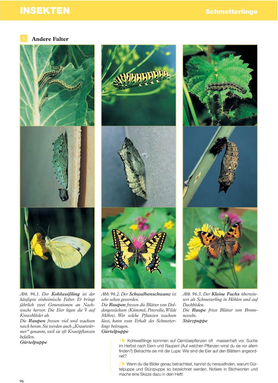 Der Schwalbenschwanz ist sehr selten geworden. Die Raupen fressen die Blätter von Doldengewächsen (Kümmel, Petersilie, Wilde Möhre).