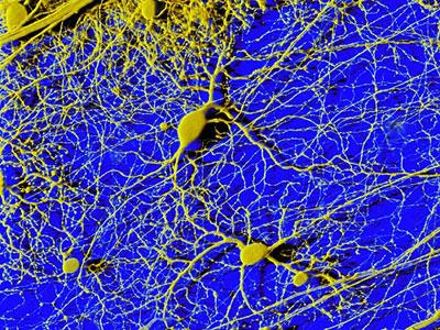 Signalübertragung zwischen Nervenzellen Gedächtnisleistungen