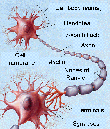 Forschungsansätze und Paradigmen Neurowissenschaftliche