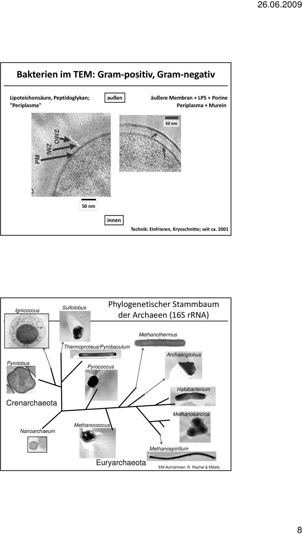 2001 Ignicoccus Sulfolobus Phylogenetischer Stammbaum der Archaeen (16S rrna) Methanothermus Pyrolobus
