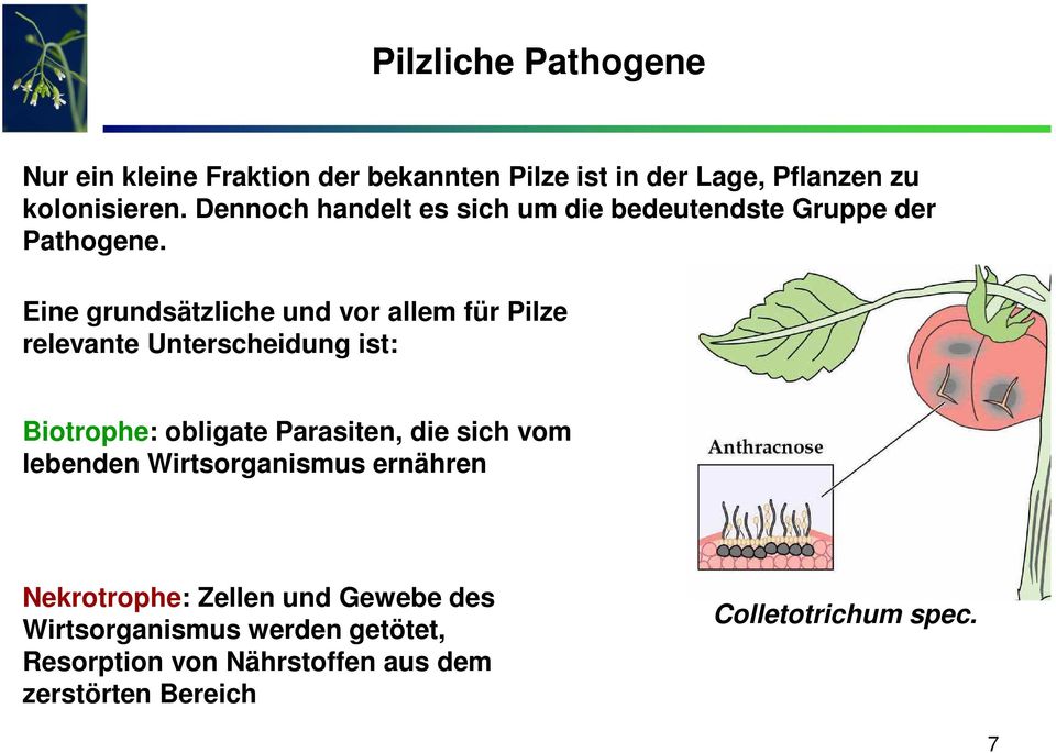 Eine grundsätzliche und vor allem für Pilze relevante Unterscheidung ist: Biotrophe: obligate Parasiten, die sich
