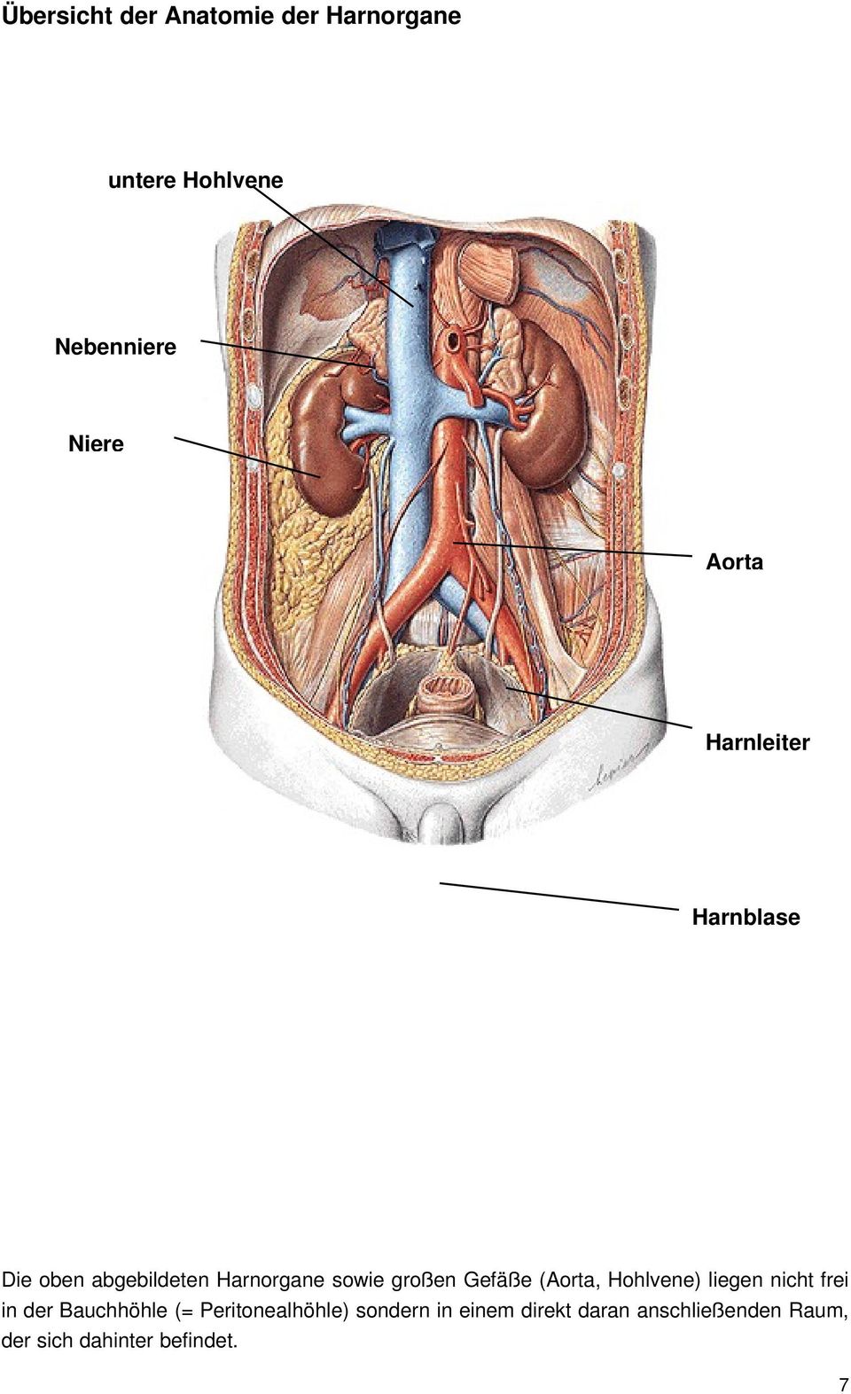 (Aorta, Hohlvene) liegen nicht frei in der Bauchhöhle (= Peritonealhöhle)