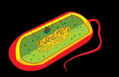 der Chloroplasten Prokaryonten Bakterien viele Innere Strukturen fehlen Hat Cytoplasma welches sowohl von Plasmamembran als auch von Zellwand umgeben ist keine Kernhülle, kein Kern