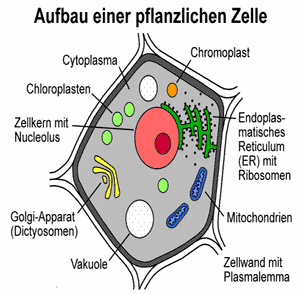 Eukaryonten Pflanzen Innere der Zelle durch Membrane in verschiedene Zwischenräume geteilt Mitochondrien CHLOROPLASTEN Zentralvakuole feste Zellwand aus Zellulose Lysosome Golgi-Apparat