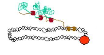 DNA-Replikationsstörung Chinolone RNA-Synthesestörung Rifampicin