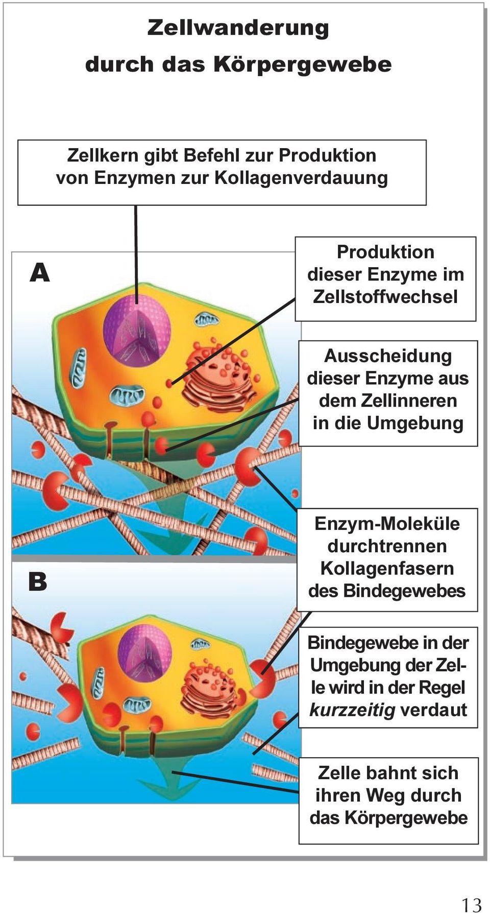 Zellinneren in die Umgebung B Enzym-Moleküle durchtrennen Kollagenfasern des Bindegewebes Bindegewebe