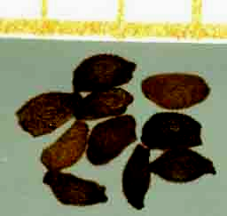 Trifolium pallescens x mehr Blütentriebe in den s Samengewicht von Trifolium pallescens.31 mg Control. mg p <.1 Erschbamer 7 Marcante et al. 7 Poa alpina ssp.