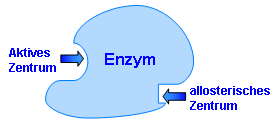 4. Aufbau von Enzymen schematischer Aufbau Ein Enzym besteht aus 2 speziellen Zentren dem: