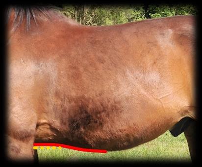 Gurtform: Gerade Eine gerade Gurtform ist geeignet für Pferde mit einer gut ausgeprägten Gurtlage. Viele Warmblüter, vor allem sportliche Typen, kommen mit dieser Standardform gut zurecht.