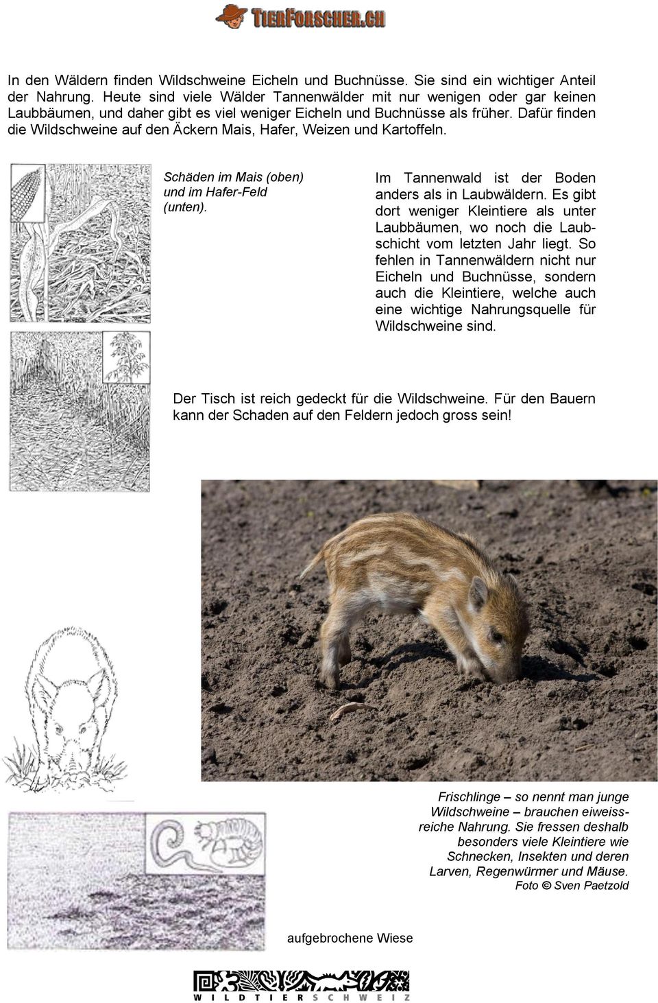 Dafür finden die Wildschweine auf den Äckern Mais, Hafer, Weizen und Kartoffeln. Schäden im Mais (oben) und im Hafer-Feld (unten). Im Tannenwald ist der Boden anders als in Laubwäldern.