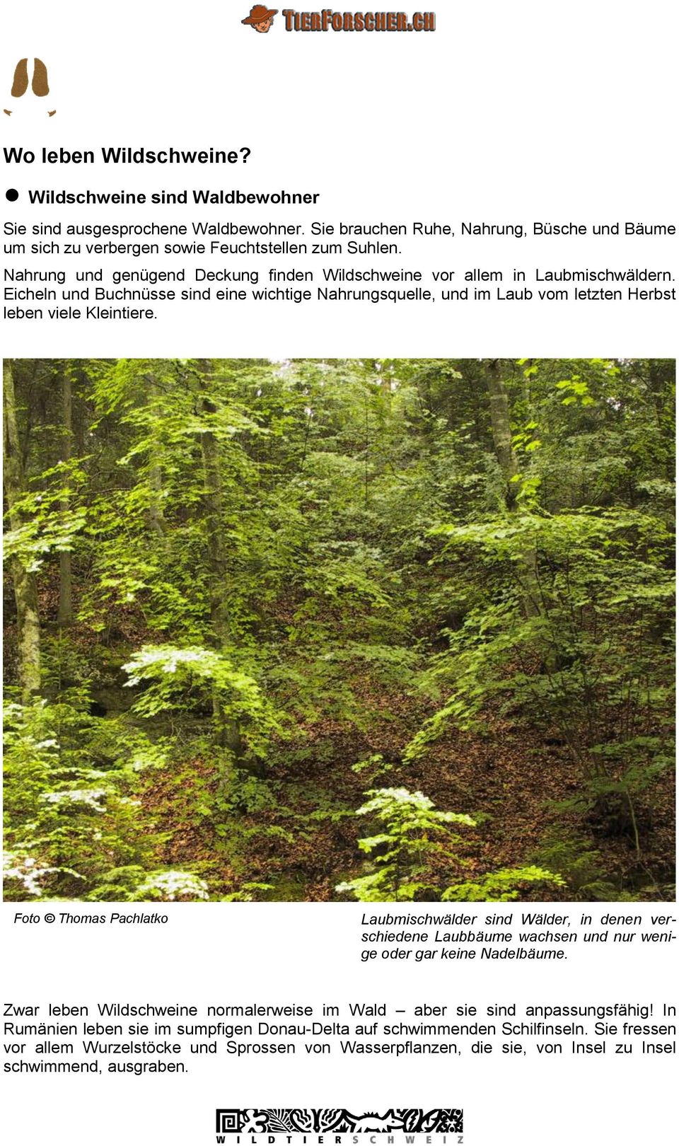 Foto Thomas Pachlatko Laubmischwälder sind Wälder, in denen verschiedene Laubbäume wachsen und nur wenige oder gar keine Nadelbäume.