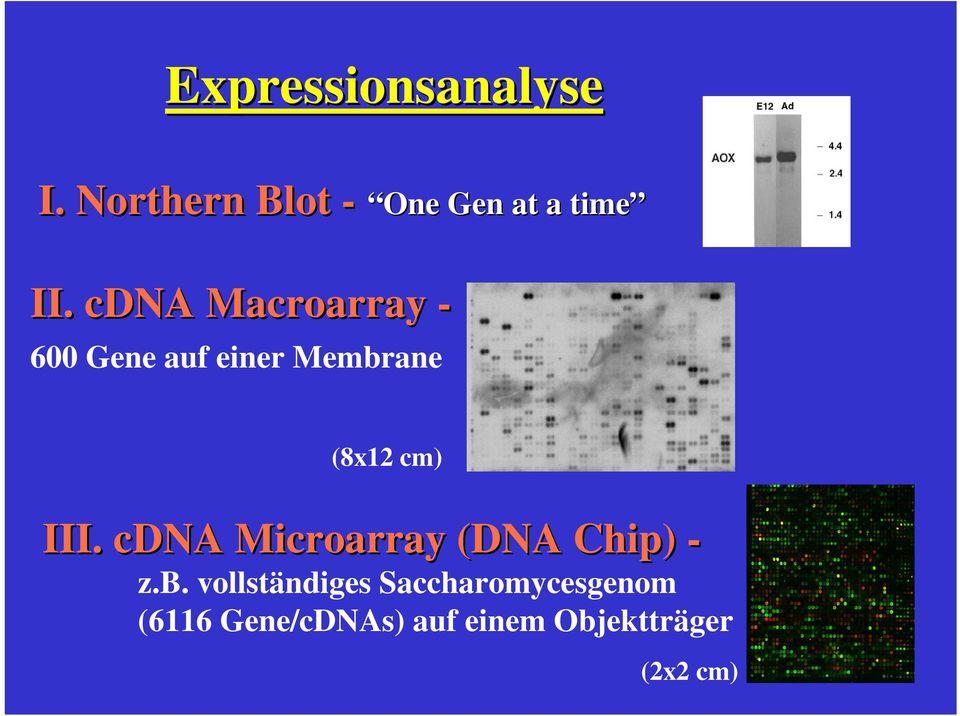 cdna Microarray (DNA Chip) - z.b.