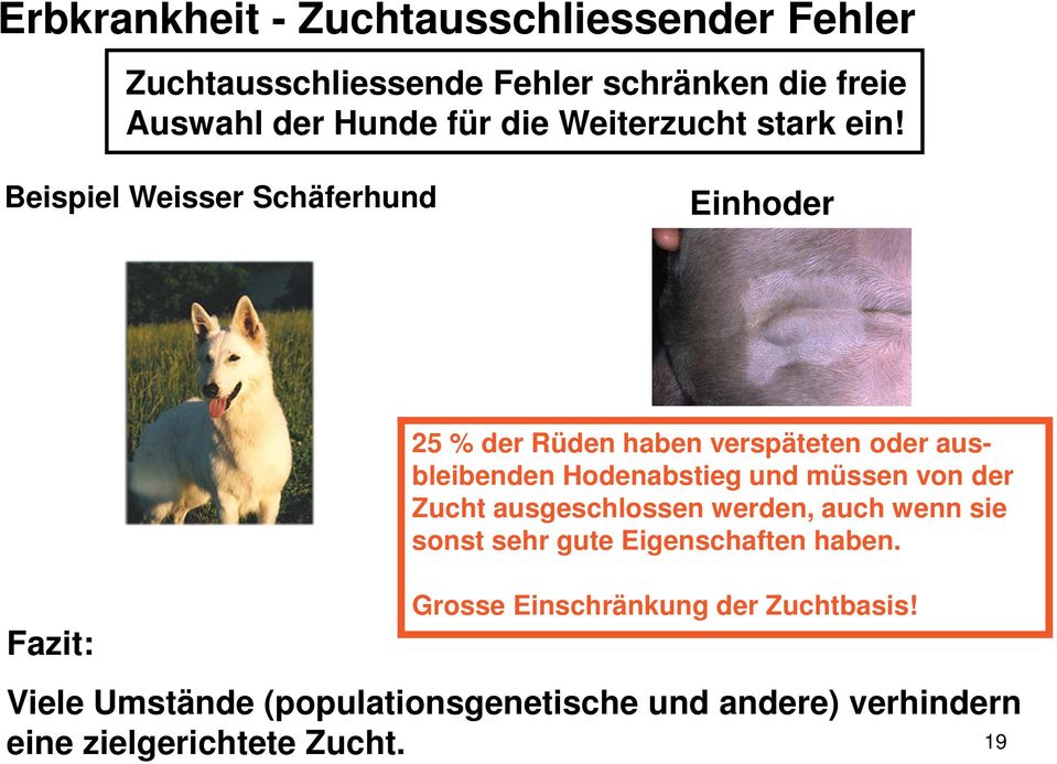 Beispiel Weisser Schäferhund Einhoder Fazit: 25 % der Rüden haben verspäteten oder ausbleibenden Hodenabstieg und