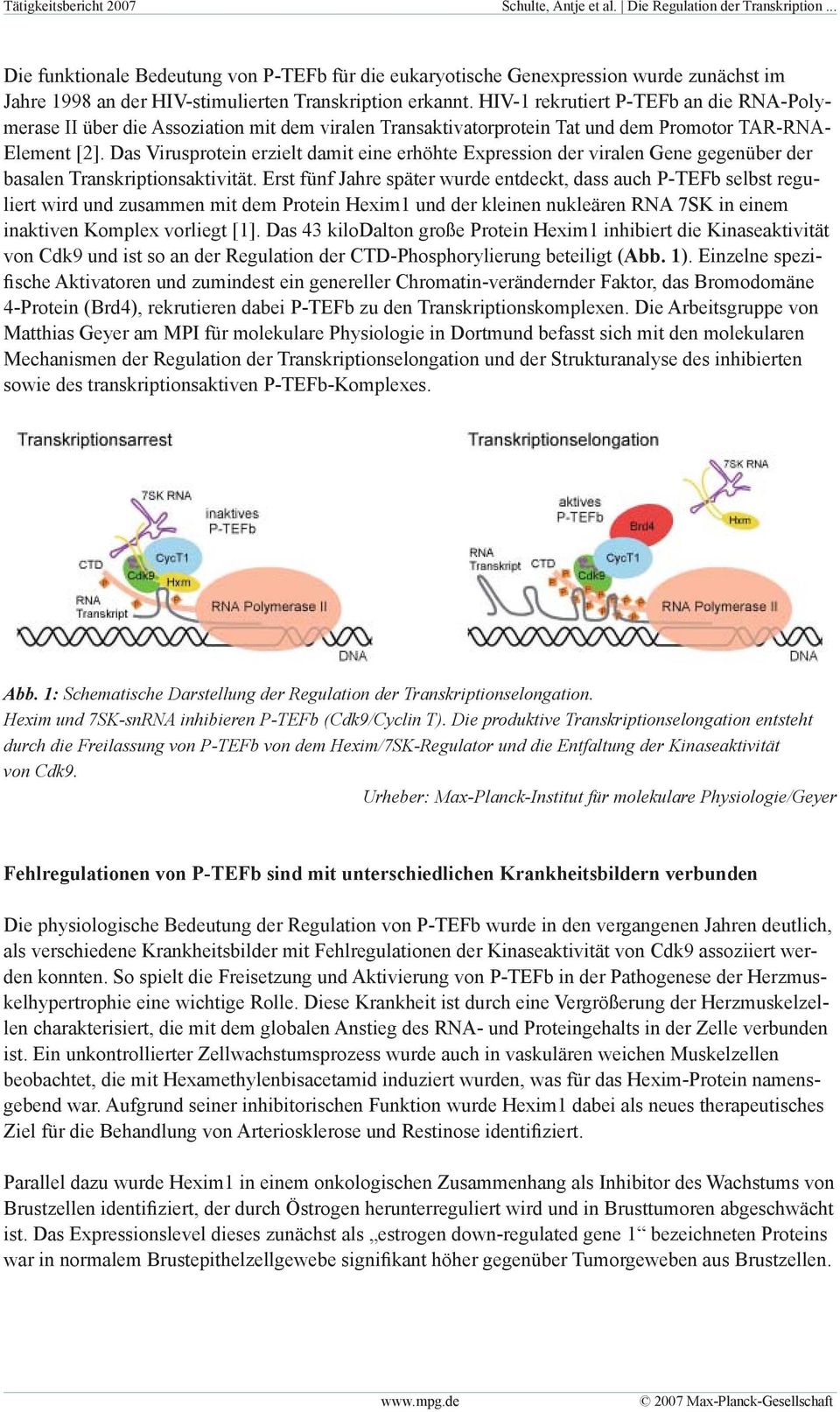 HIV-1 rekrutiert P-TEFb an die RNA-Polymerase II über die Assoziation mit dem viralen Transaktivatorprotein Tat und dem Promotor TAR-RNA- Element [2].