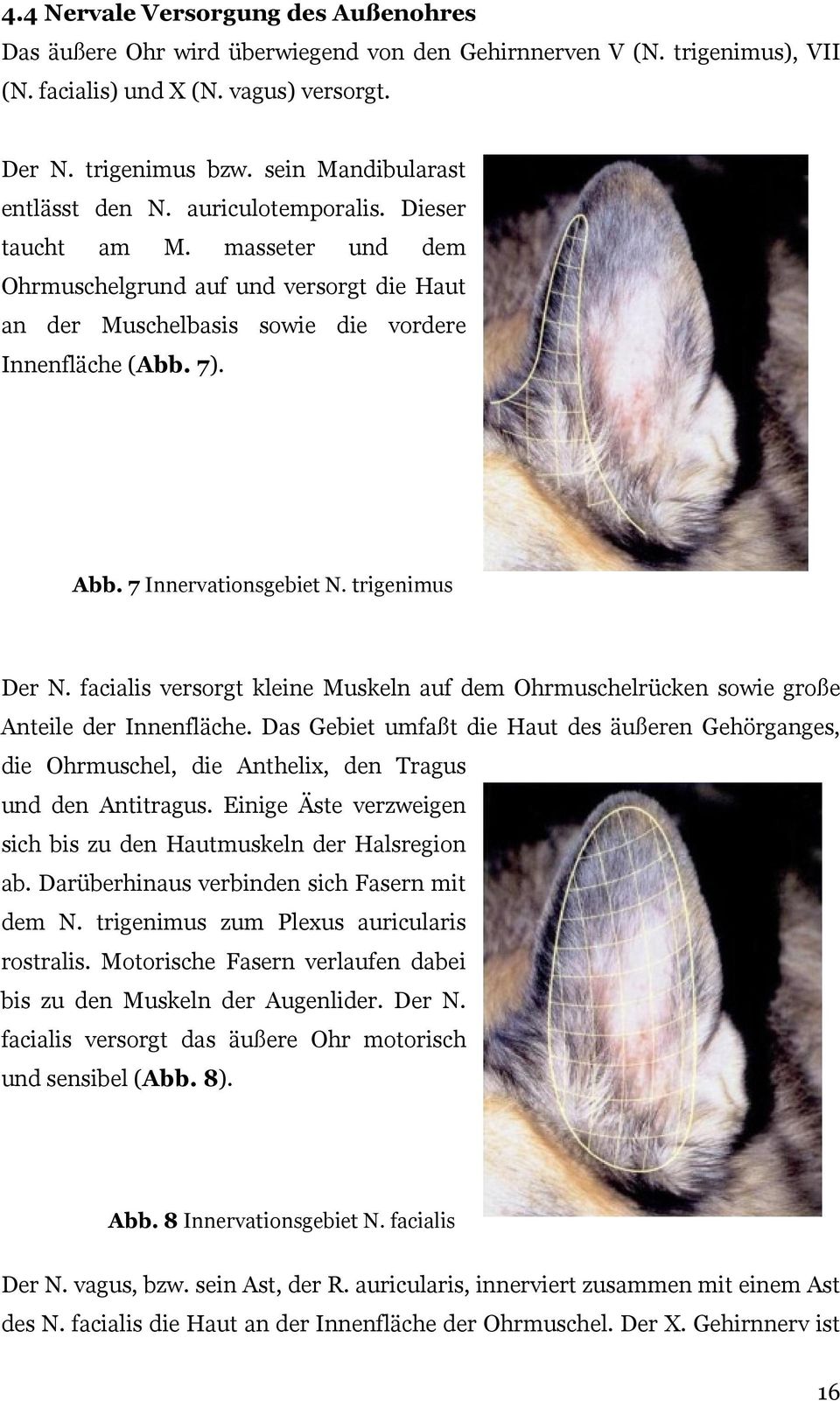 7 Innervationsgebiet N. trigenimus Der N. facialis versorgt kleine Muskeln auf dem Ohrmuschelrücken sowie große Anteile der Innenfläche.