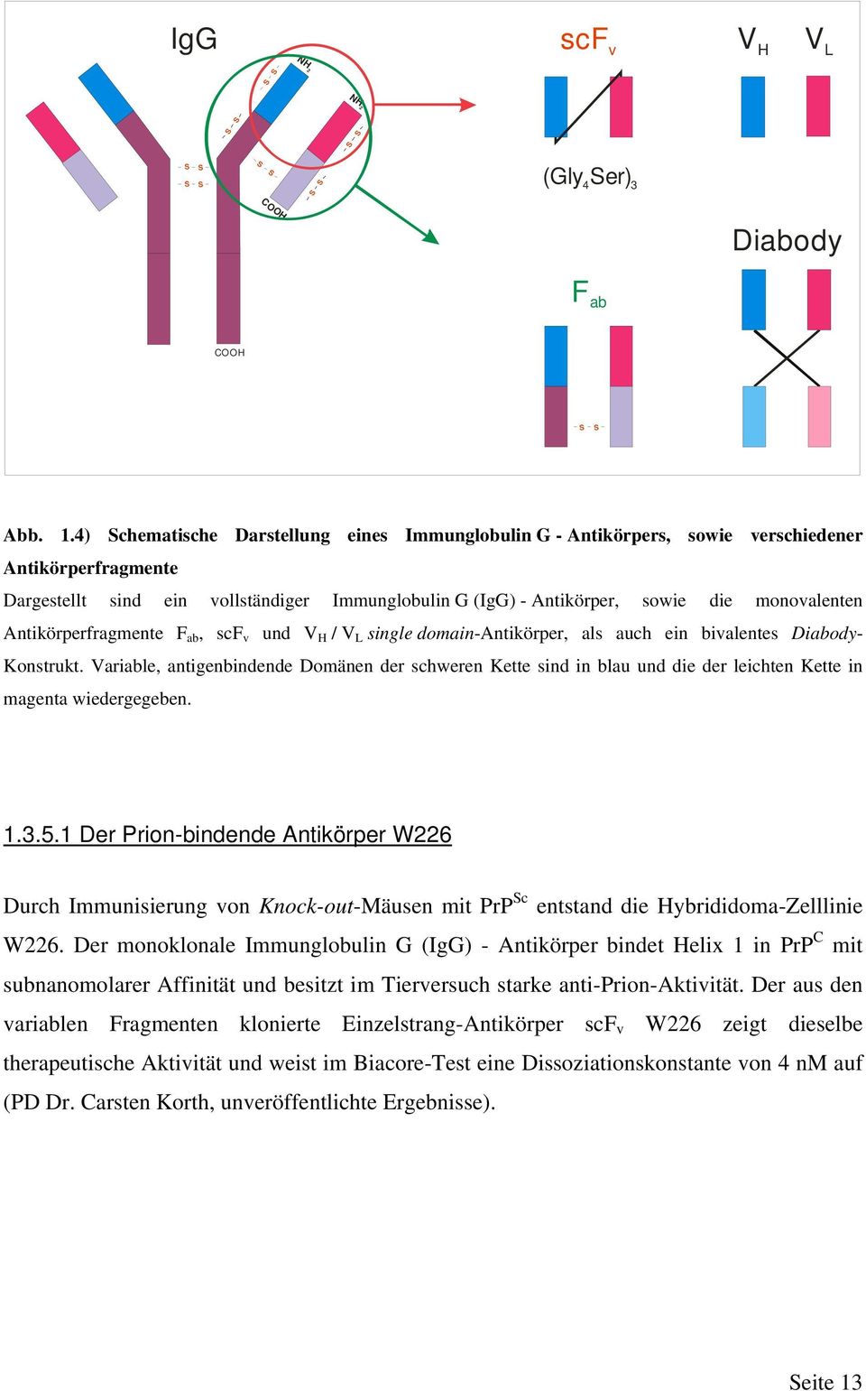 Antikörperfragmente F ab, scf v und V H / V L single domain-antikörper, als auch ein bivalentes Diabody- Konstrukt.