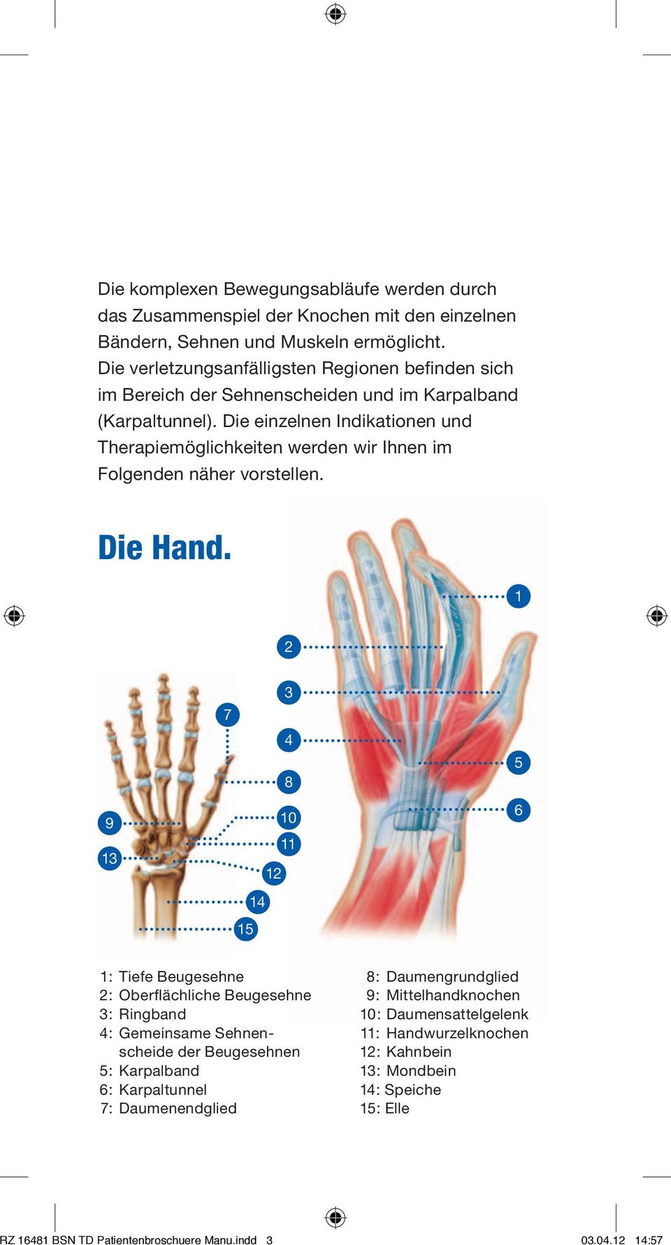Die einzelnen Indikationen und Therapiemöglichkeiten werden wir Ihnen im Folgenden näher vorstellen. Die Hand.