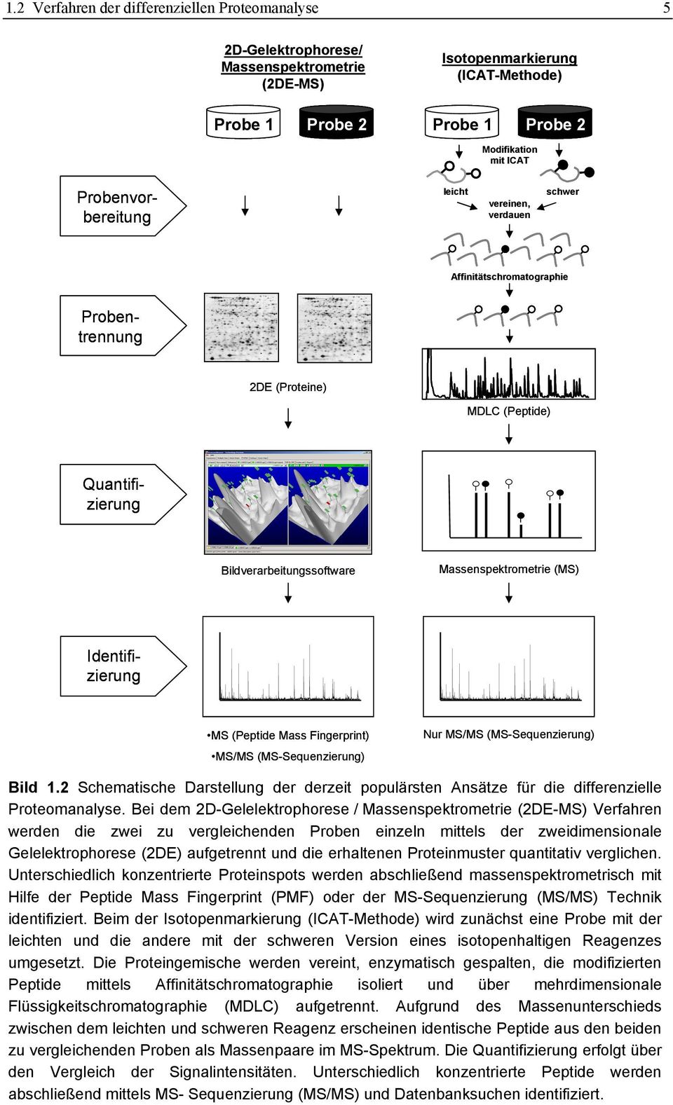 Probenvorbereitung leicht vereinen, verdauen schwer Affinitätschromatographie 2DE (Proteine) MDLC (Peptide) Probentrennung Quantifizierung Bildverarbeitungssoftware Massenspektrometrie (MS)