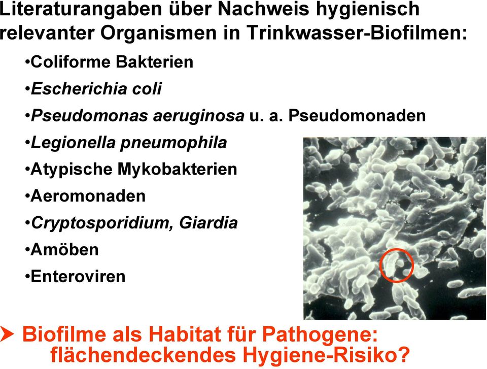 a. Pseudomonaden Legionella pneumophila Atypische Mykobakterien Aeromonaden