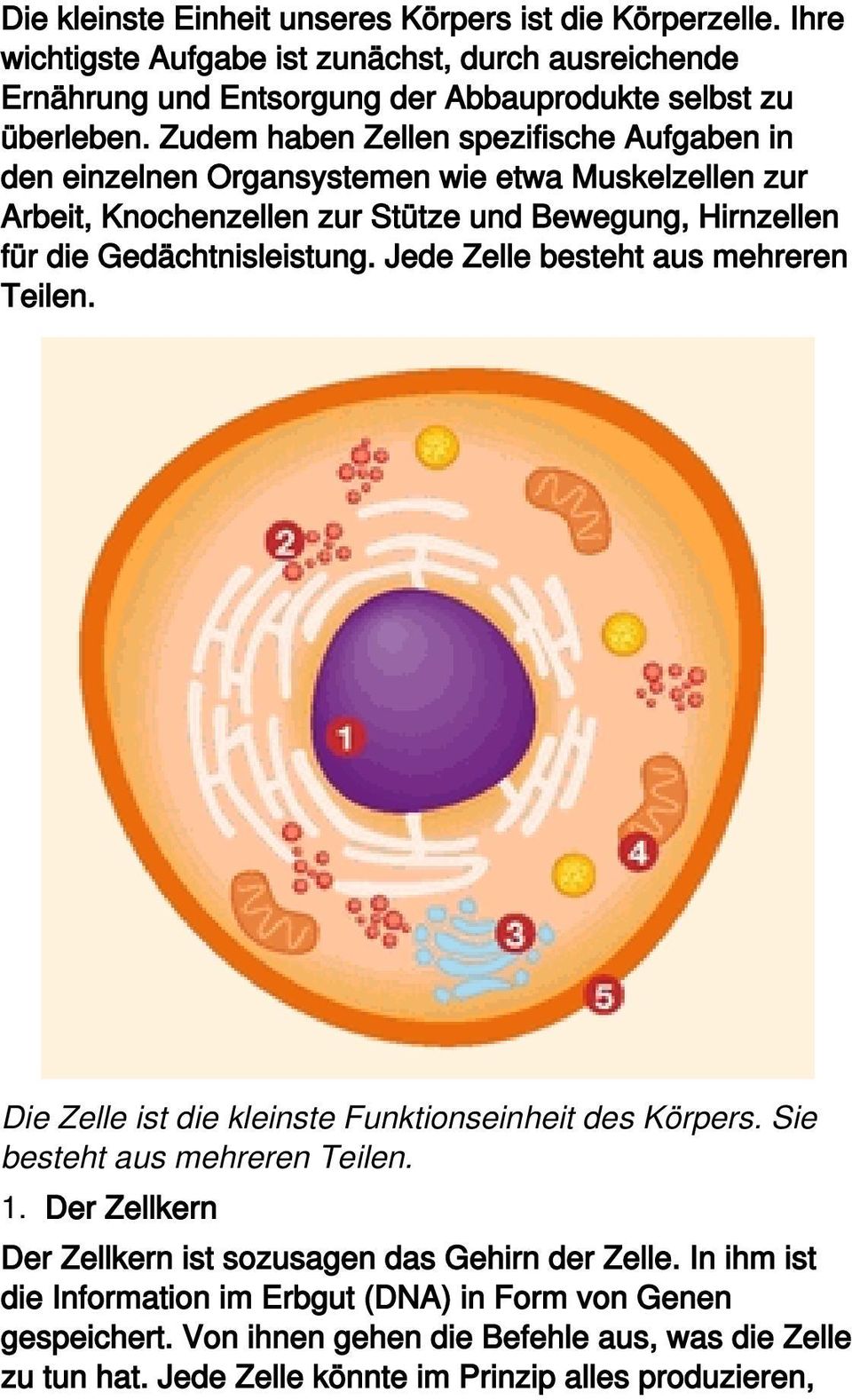 Jede Zelle besteht aus mehreren Teilen. Die Zelle ist die kleinste Funktionseinheit des Körpers. Sie besteht aus mehreren Teilen. 1.