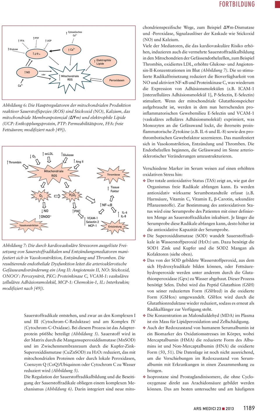 Thrombin O 2 Vasokonstriktion oxldl Mitochondriale ROS O 2 H 2 O 2 NO ONOO - Glukose Ang II PKC VCAM-1 Selectin 2 MCP-1 NF- B Thrombose Tissue Faktor Entzündung IL-6 IL-8 Abbildung 7: Die durch