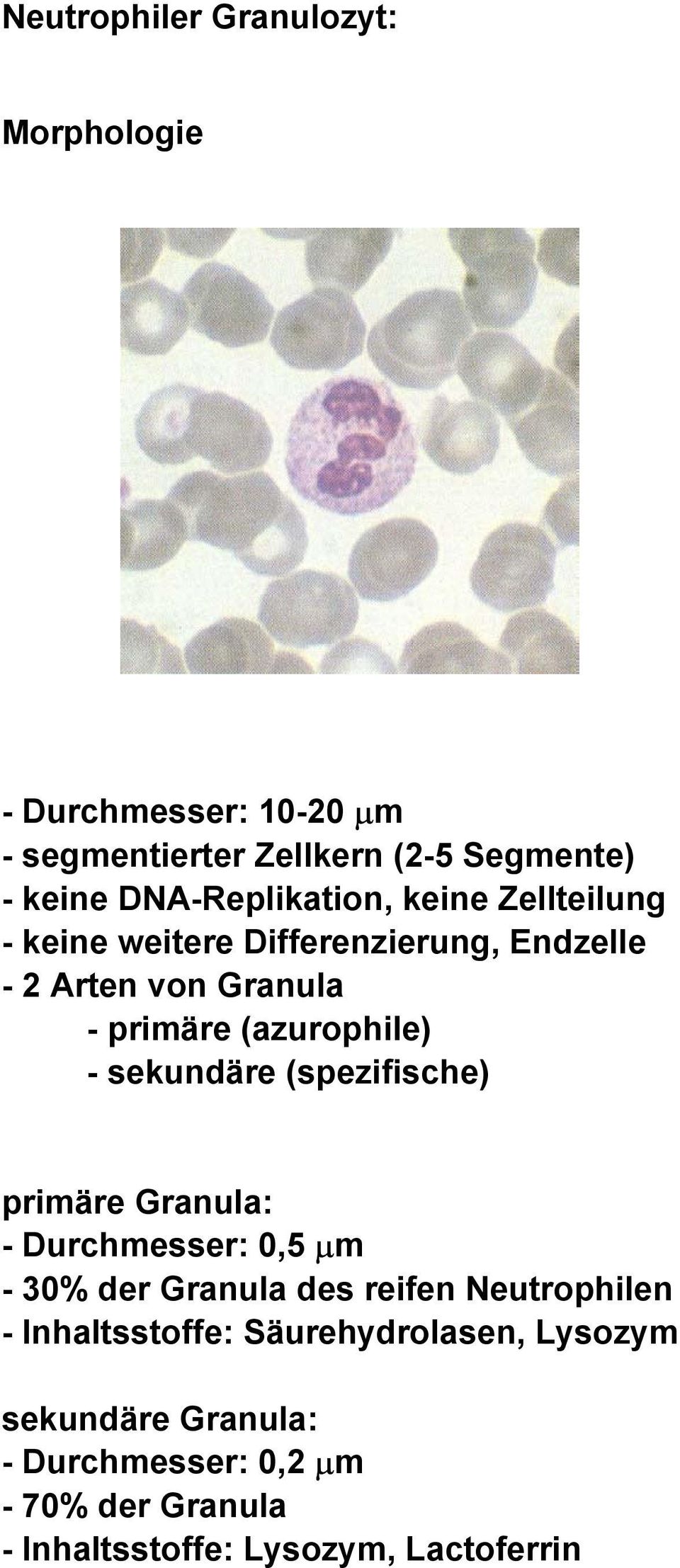 (azurophile) - sekundäre (spezifische) primäre Granula: - Durchmesser: 0,5 µm - 30% der Granula des reifen