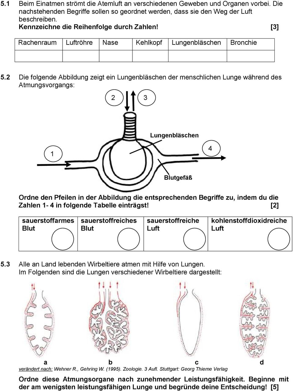 2 Die folgende Abbildung zeigt ein Lungenbläschen der menschlichen Lunge während des Atmungsvorgangs: 2 3 Lungenbläschen 1 4 Blutgefäß Ordne den Pfeilen in der Abbildung die entsprechenden Begriffe