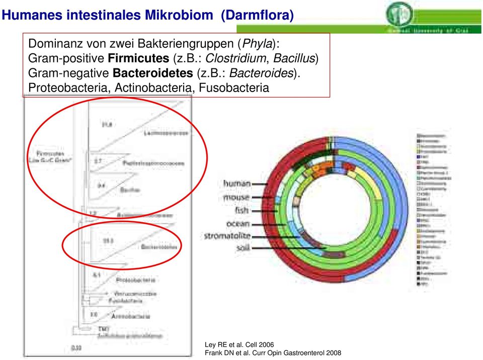: Clostridium, Bacillus) Gram-negative Bacteroidetes (z.b.: Bacteroides).
