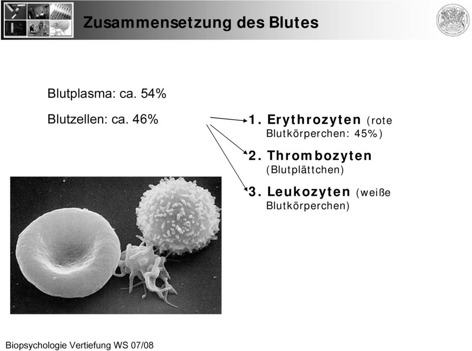 Erythrozyten (rote Blutkörperchen: 45%) 2.