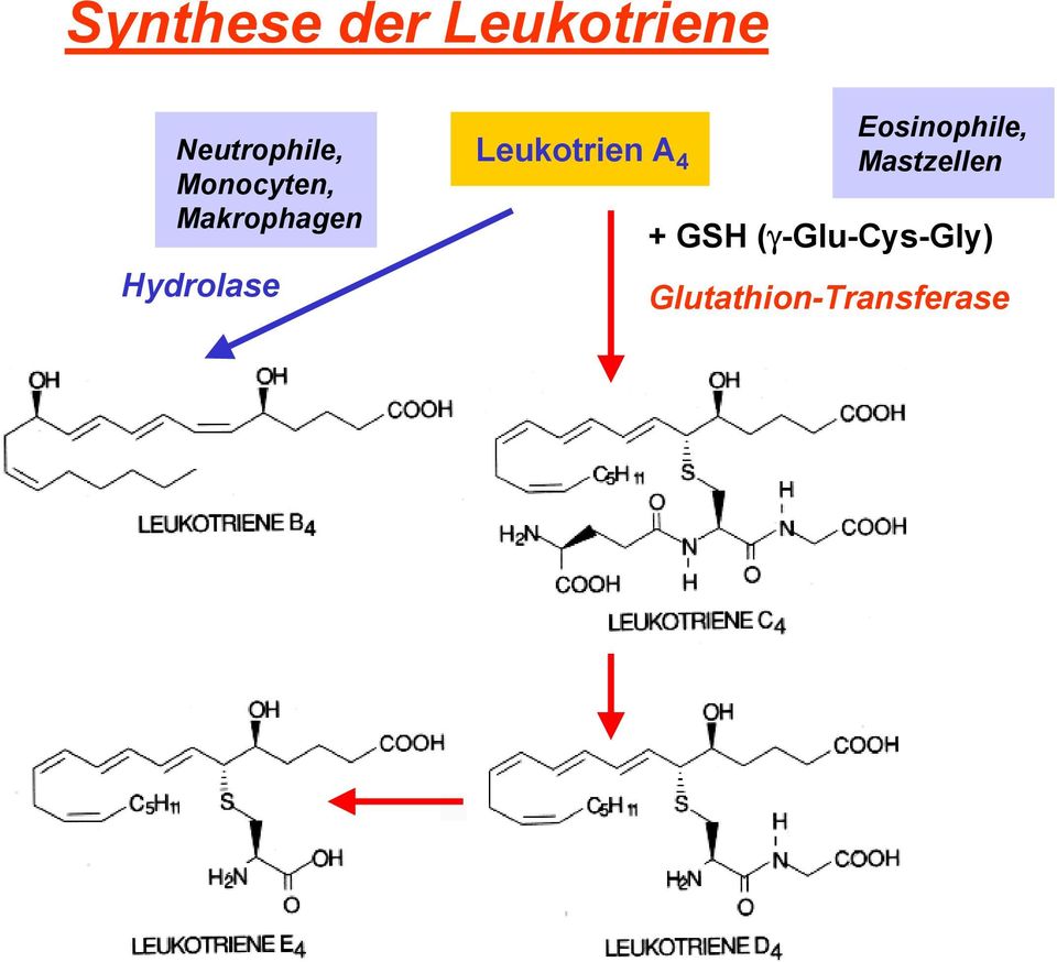 Leukotrien A 4 Eosinophile, Mastzellen