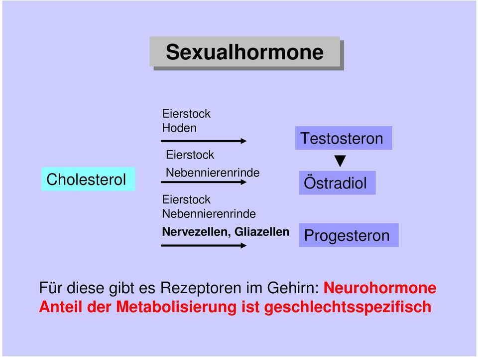 Gliazellen Testosteron Östradiol Progesteron Für diese gibt es