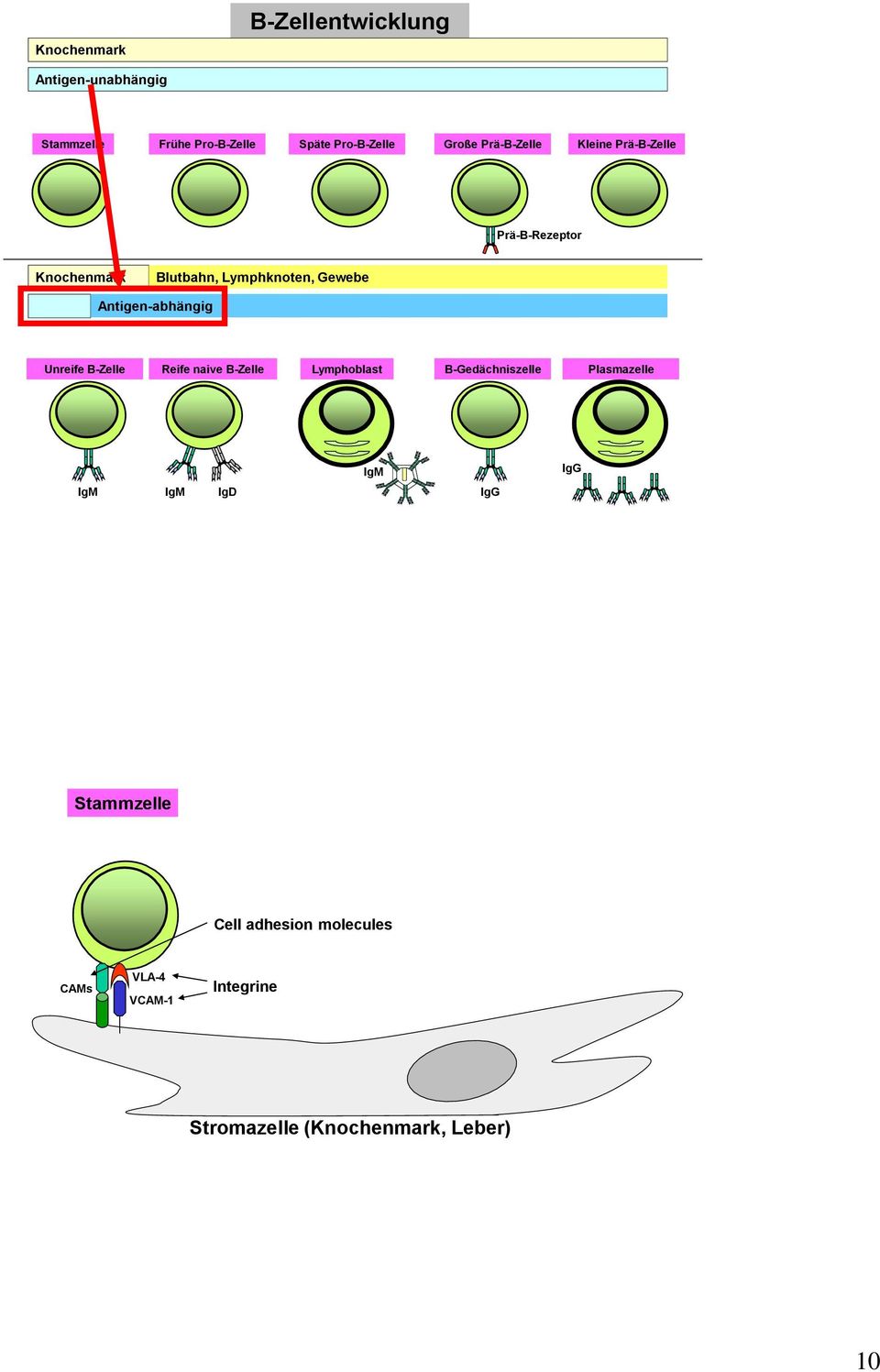 Antigen-abhängig Unreife B-Zelle Reife naive B-Zelle Lymphoblast B-Gedächniszelle Plasmazelle IgM IgG