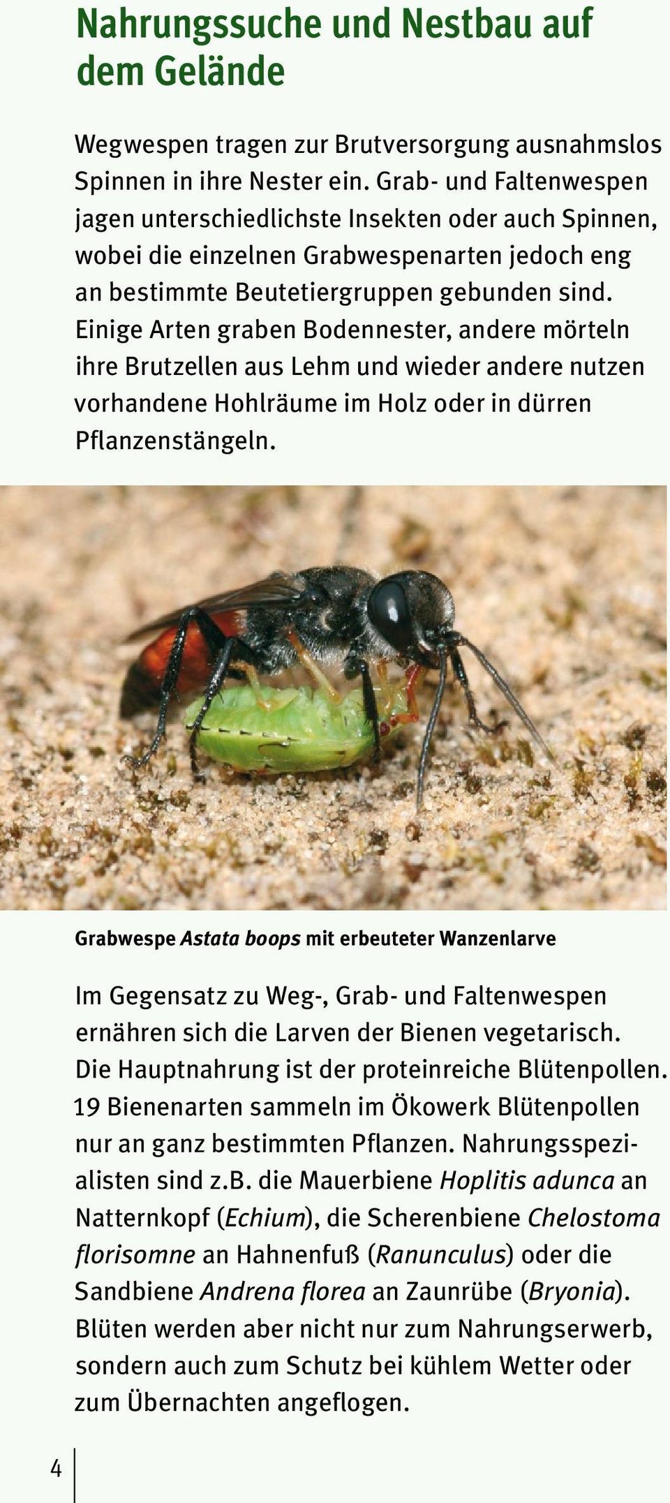 Einige Arten graben Bodennester, andere mörteln ihre Brutzellen aus Lehm und wieder andere nutzen vorhandene Hohlräume im Holz oder in dürren Pflanzenstängeln.