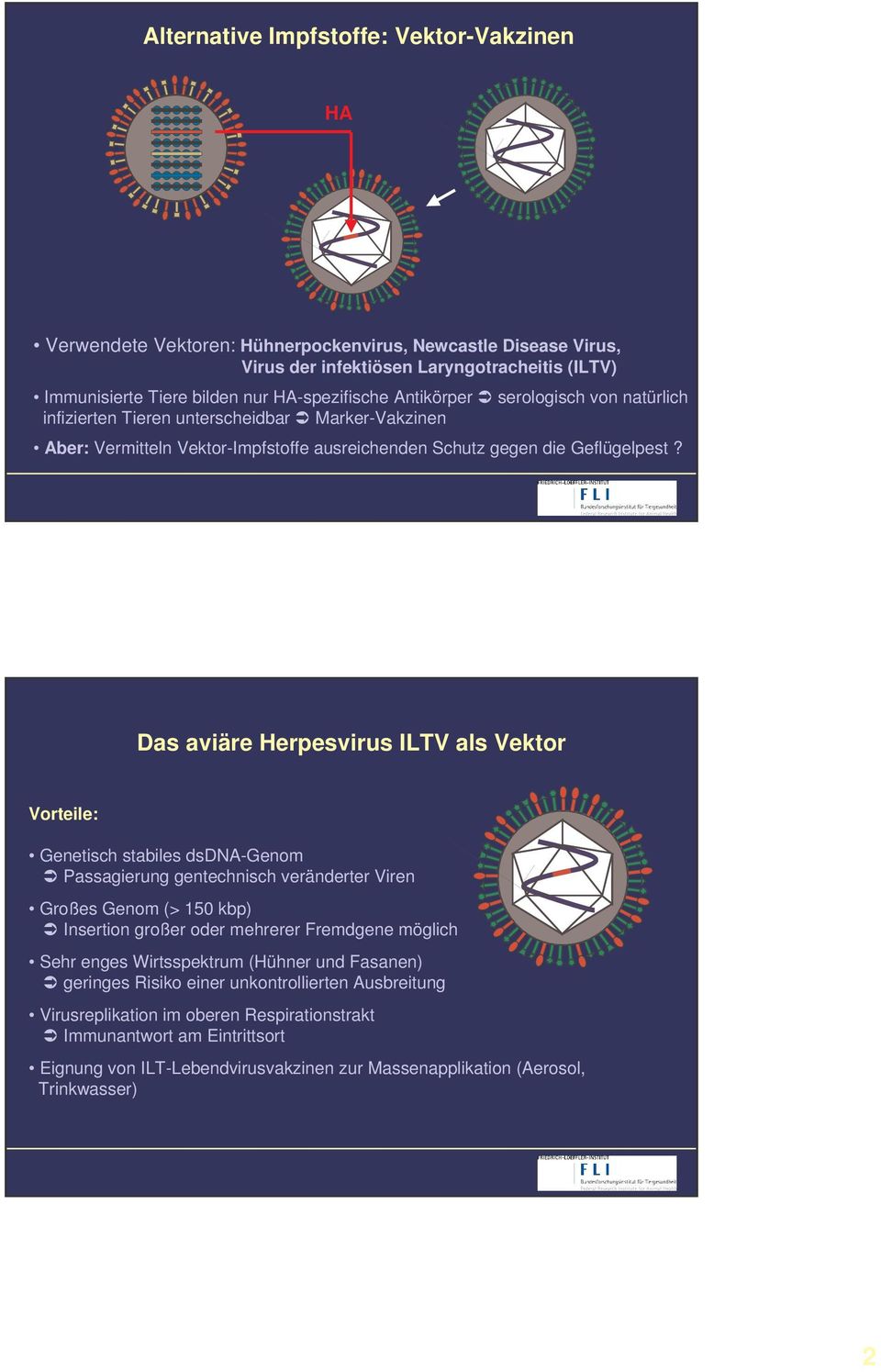 Das aviäre Herpesvirus ILTV als Vektor Vorteile: Genetisch stabiles dsdna-genom Passagierung gentechnisch veränderter Viren Großes Genom (> 150 kbp) Insertion großer oder mehrerer Fremdgene möglich