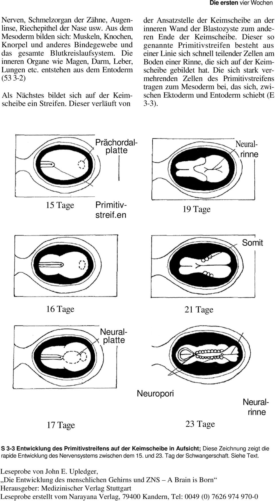 entstehen aus dem Entoderm (53 3-2) Als Nächstes bildet sich auf der Keimscheibe ein Streifen.