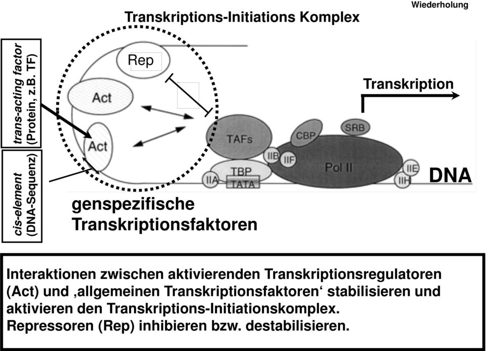 Interaktionen zwischen aktivierenden Transkriptionsregulatoren (Act) und allgemeinen