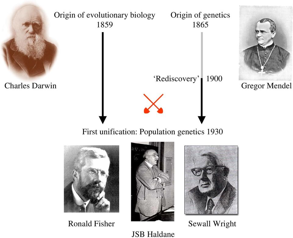 First unification: Population genetics 1930