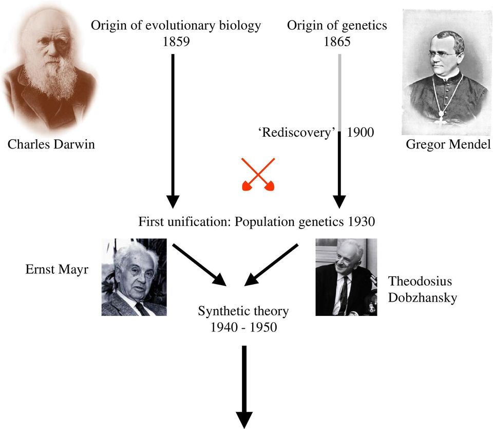 unification: Population genetics 1930 Gregor Mendel