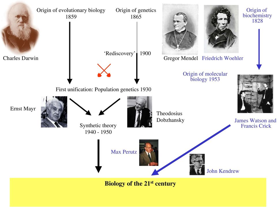 Friedrich Woehler Origin of molecular biology 1953 Ernst Mayr Synthetic theory 1940-1950
