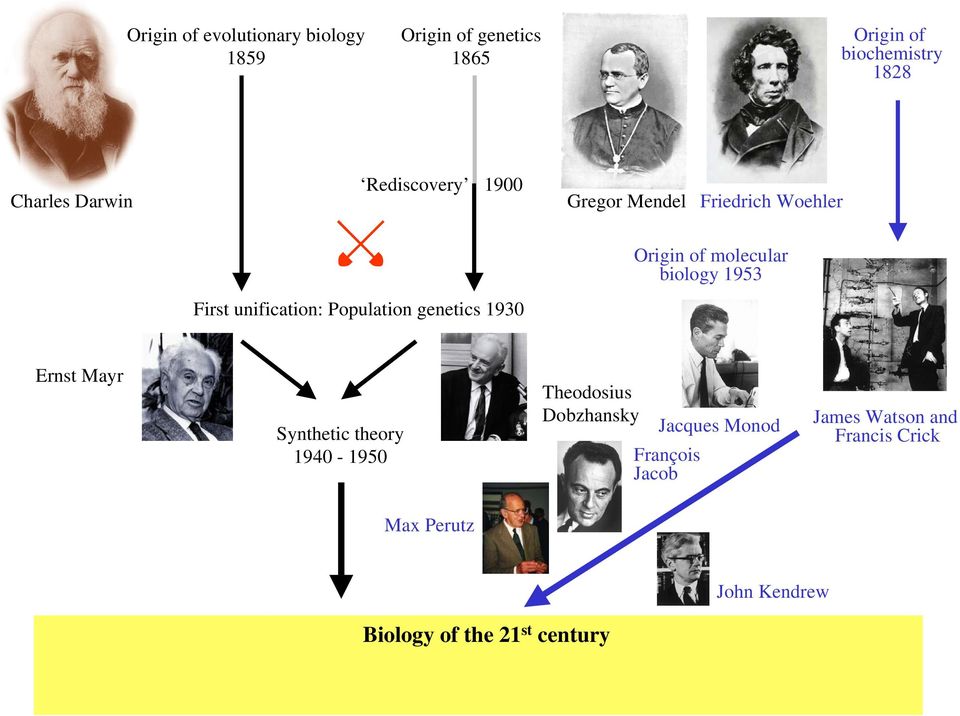 Origin of molecular biology 1953 Ernst Mayr Synthetic theory 1940-1950 Theodosius Dobzhansky Jacques