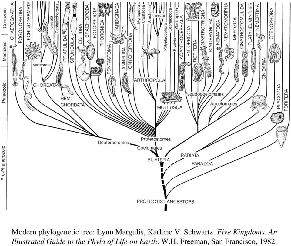 An Illustrated Guide to the Phyla of