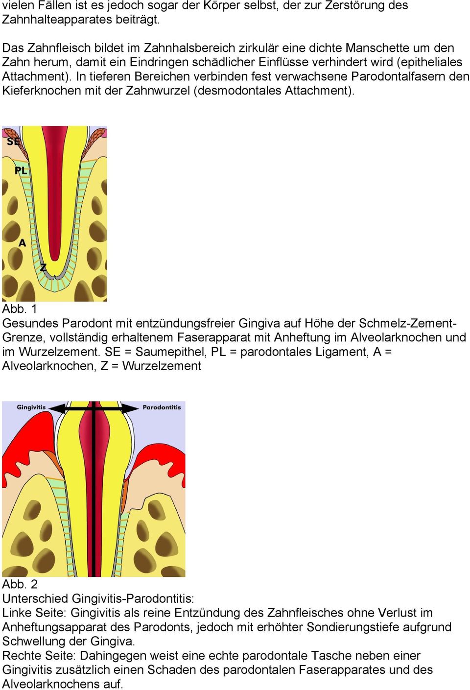 In tieferen Bereichen verbinden fest verwachsene Parodontalfasern den Kieferknochen mit der Zahnwurzel (desmodontales Attachment). Abb.