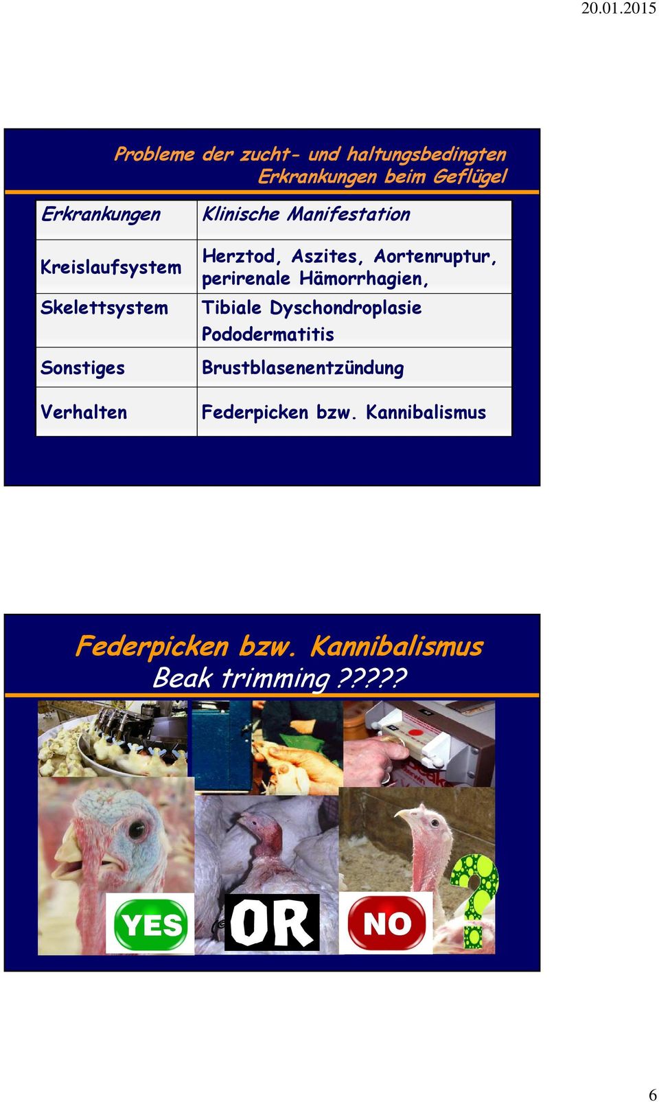 Aszites, Aortenruptur, perirenale Hämorrhagien, Tibiale Dyschondroplasie Pododermatitis