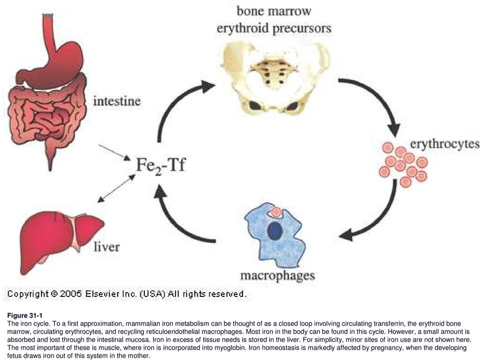erythrocytes, and recycling reticuloendothelial macrophages. Most iron in the body can be found in this cycle.