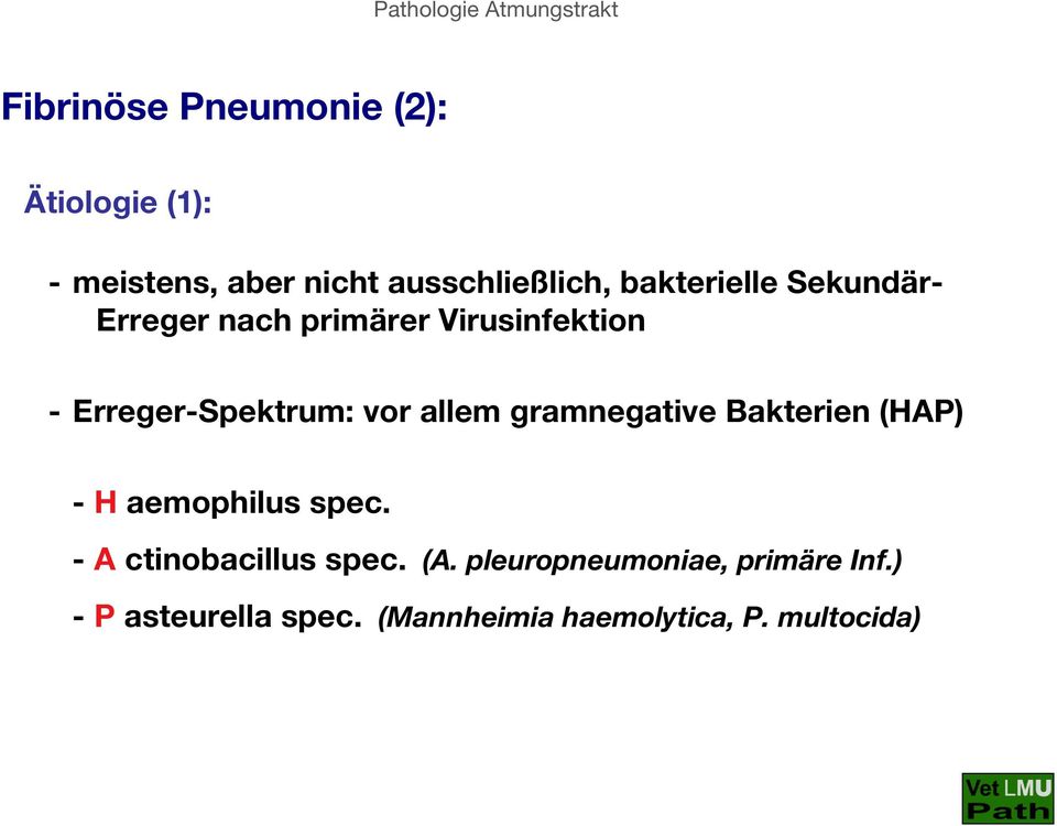 allem gramnegative Bakterien (HAP) - H aemophilus spec. - A ctinobacillus spec. (A.