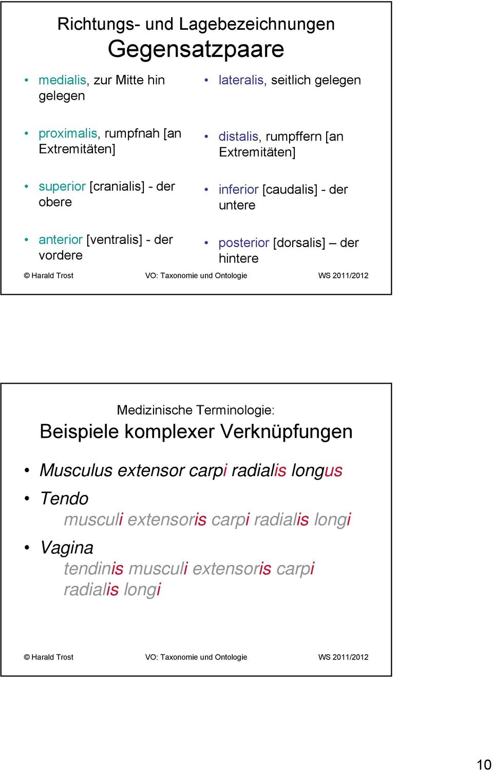 [ventralis] - der vordere posterior [dorsalis] der hintere Medizinische Terminologie: Beispiele komplexer Verknüpfungen Musculus