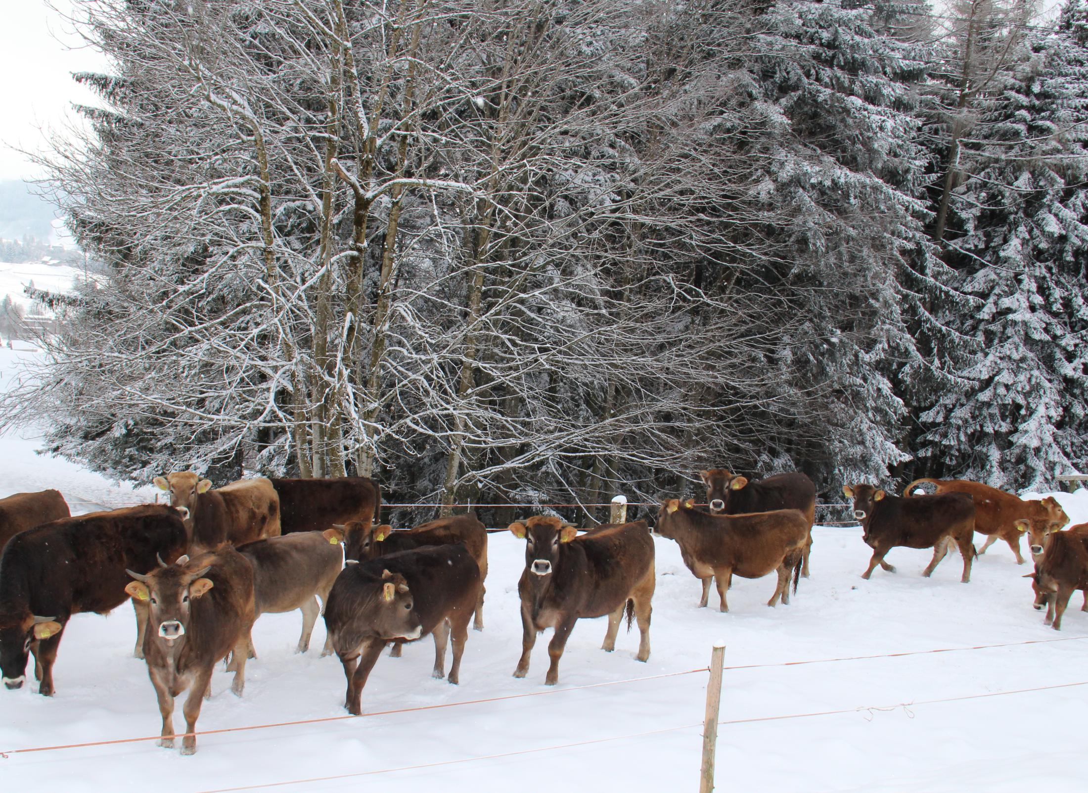 Weide Rinder Ausmastgruppe auf dem zweiten Betrieb im Winterauslauf Haltungsbedingung im