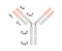 2.5 Rhesusantikörper Antikörper der Klasse IgG, wie die des Rhesussystems, unterscheiden sich hinsichtlich einiger ihrer Eigenschaften von denen anderer Antikörperklassen.